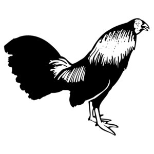 CHICK006